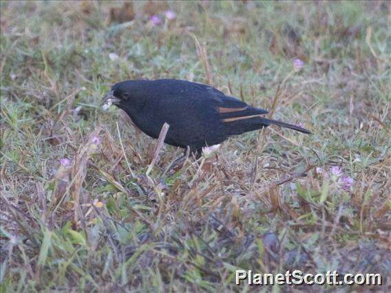 Image of Cowbird