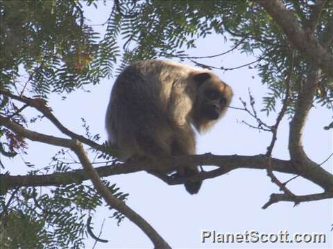 Image of Howler Monkeys