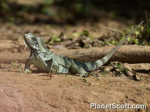 Image of Green Iguana