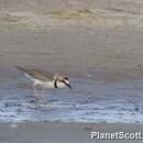 Charadrius collaris Vieillot 1818 resmi