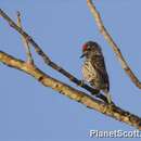 Image of White-wedged Piculet