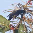 Icterus cayanensis (Linnaeus 1766)的圖片