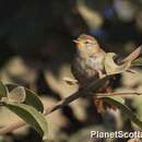 Image of Rusty-backed Spinetail