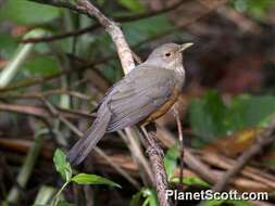 Image of Rufous-bellied Thrush