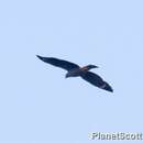 Image of Crane Hawk