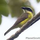 Image of Boat-billed Flycatcher