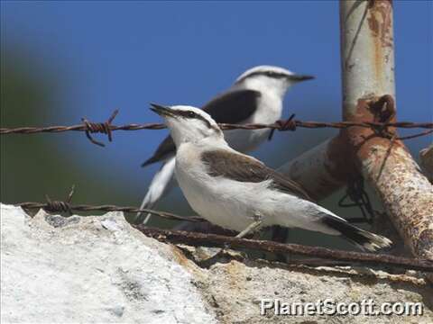 Image of Fluvicola Swainson 1827