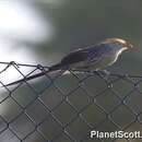 Image of Guira Cuckoo