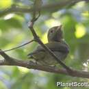 Image of Blue-backed Manakin