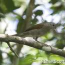 Imagem de Turdus leucomelas Vieillot 1818