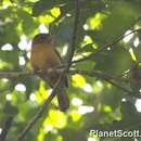 Image of Flame-crested Tanager