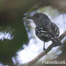 Image of Planalto Slaty Antshrike