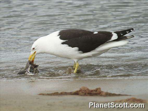 Image of Larus Linnaeus 1758