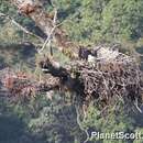 Image of Crowned Hawk-Eagle