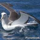 Image of Salvin's Albatross