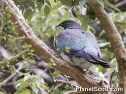 Image of Kererū