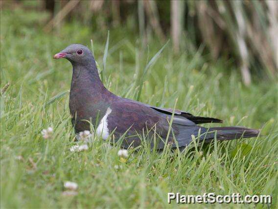 Image of Kererū