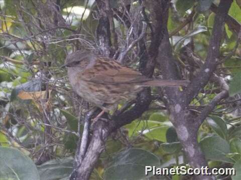 Image of Accentor