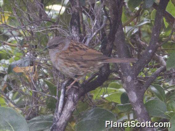 Image of accentors