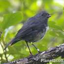 Image of New Zealand Robin