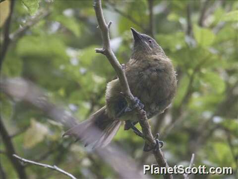 Plancia ëd Anthornis Gray & GR 1840