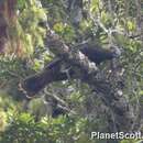 Image of New Zealand Kaka