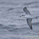 Image of Cook's Petrel