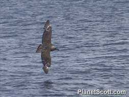 Image of skuas