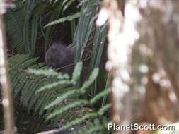 Image of Kiwis