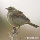 Image of Australasian Pipit