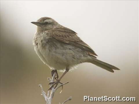 Image of Pipits