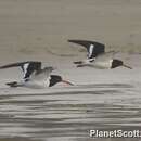 Image of South Island Oystercatcher