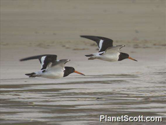 Image of oystercatchers