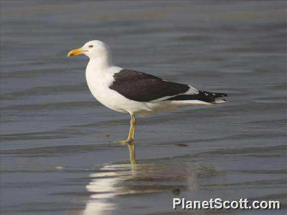 Image of Larus Linnaeus 1758