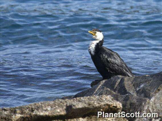 Image of Dwarf cormorants