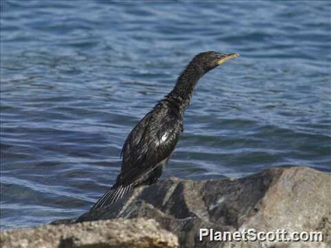 Image of Dwarf cormorants