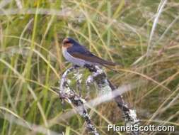 Image of Hirundo Linnaeus 1758