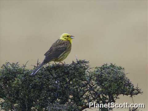 Image of Emberiza Linnaeus 1758