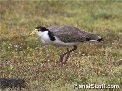 Image of Lapwing