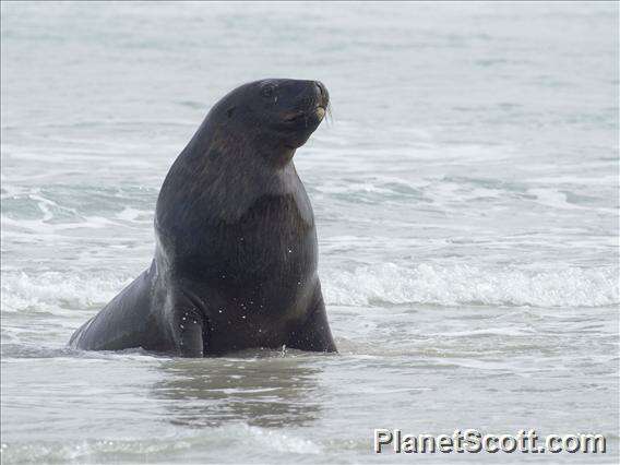 Image of New Zealand sea lion