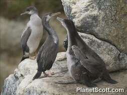 Image of Phalacrocorax Brisson 1760