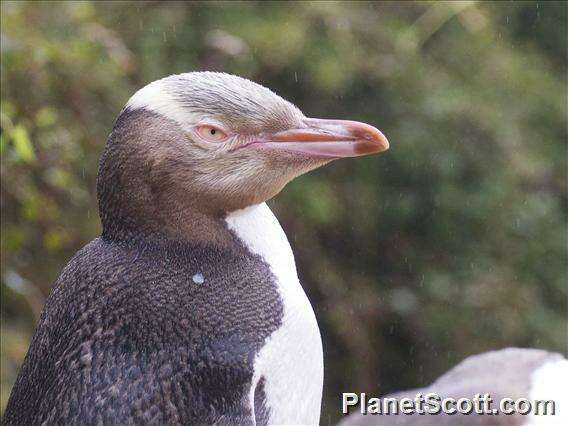 Image of Yellow-eyed Penguins