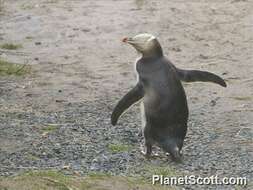 Image of Yellow-eyed Penguins