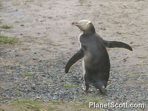 Image of Yellow-eyed Penguins