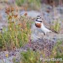 Charadrius bicinctus Jardine & Selby 1827 resmi