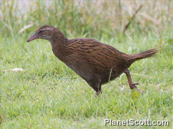 Image of Lord Howe wood rail