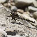 Image of Bush Giant Dragonfly