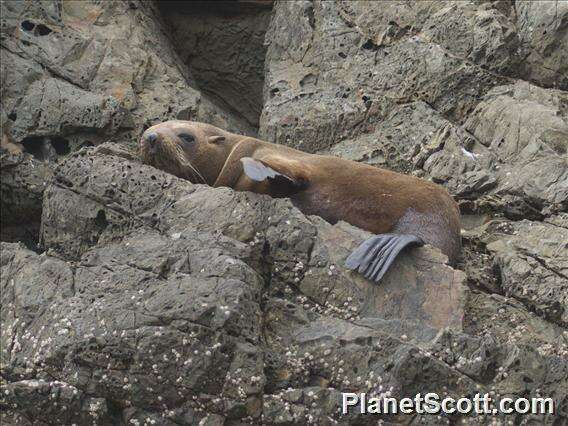 Image of fur seal