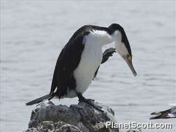 Image of Phalacrocorax Brisson 1760