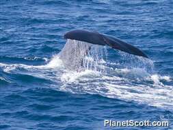 Image of sperm whales